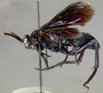 Media type: image;   Entomology 16337 Aspect: habitus lateral view